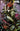 SIRENS LOVE HURTS #2 (OF 4) CVR B DERRICK CHEW VAR  | DC COMICS | MARCH 2026